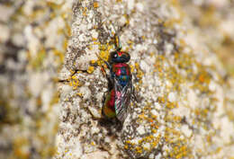 Image of <i>Chrysura candens</i>