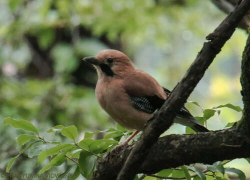 Image of Eurasian jay