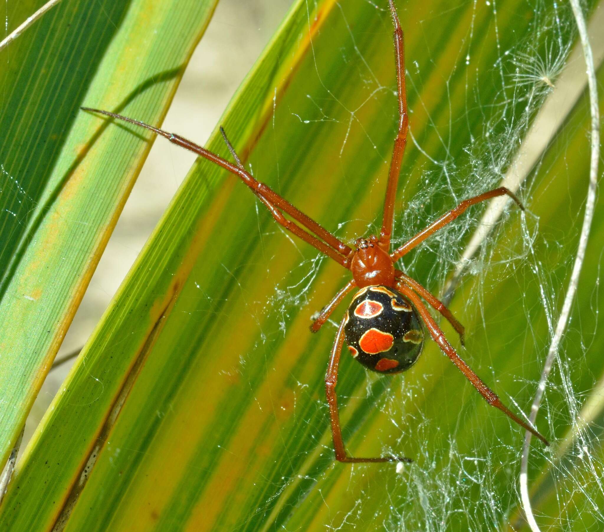 Latrodectus bishopi Kaston 1938的圖片