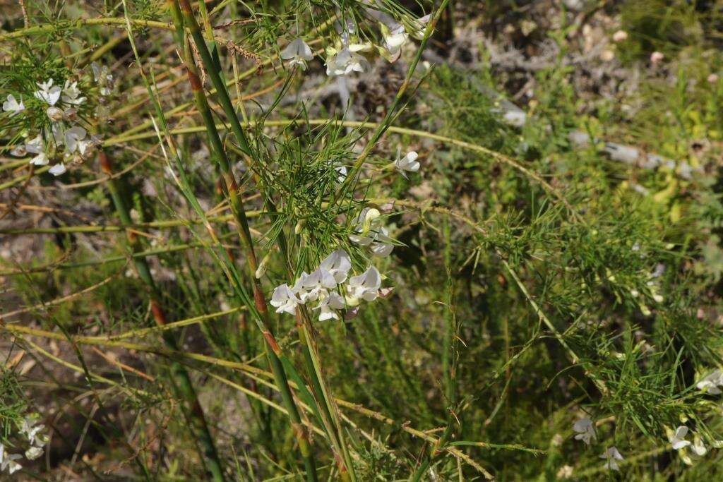 Image of Psoralea imminens