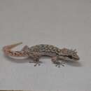 Image of Western Leaf-toed Gecko