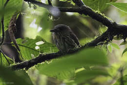 Image of White-whiskered Puffbird