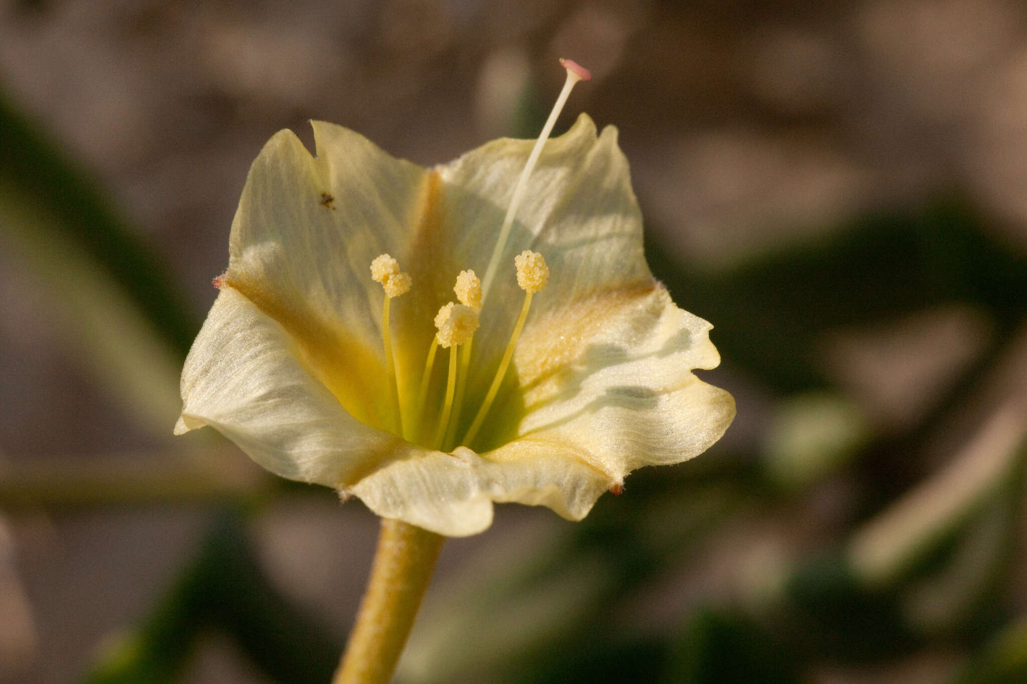 Acleisanthes lanceolata (Wooton) R. A. Levin resmi