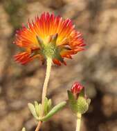 Imagem de Drosanthemum bicolor L. Bol.