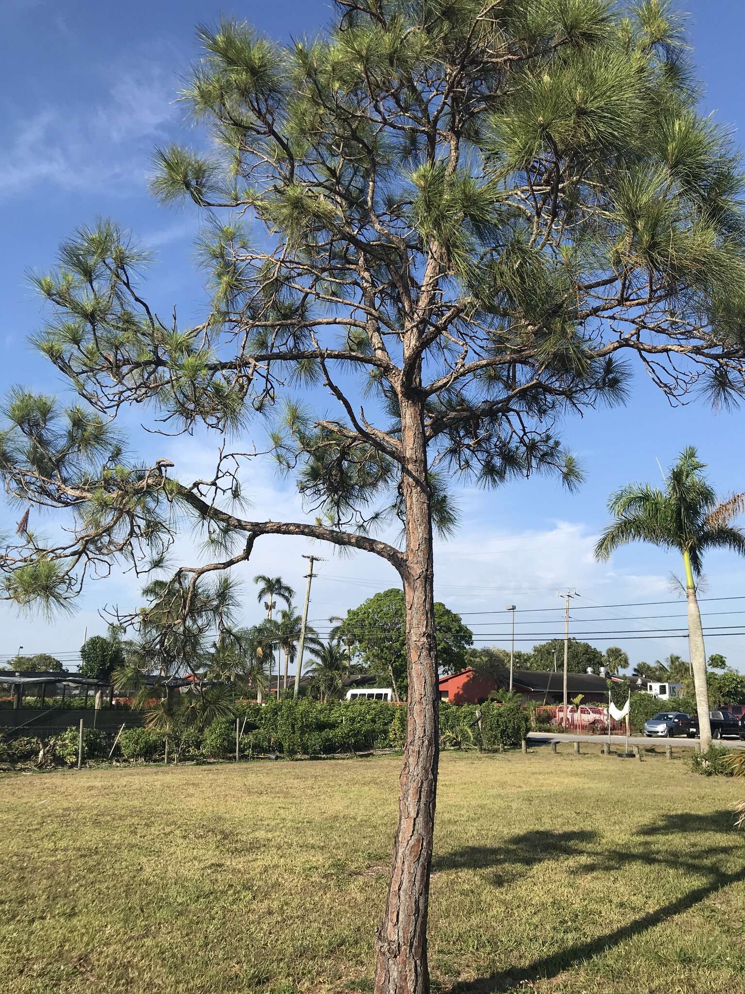 Image of Slash Pine