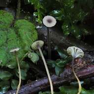 Image of Rickenella swartzii (Fr.) Kuyper 1984