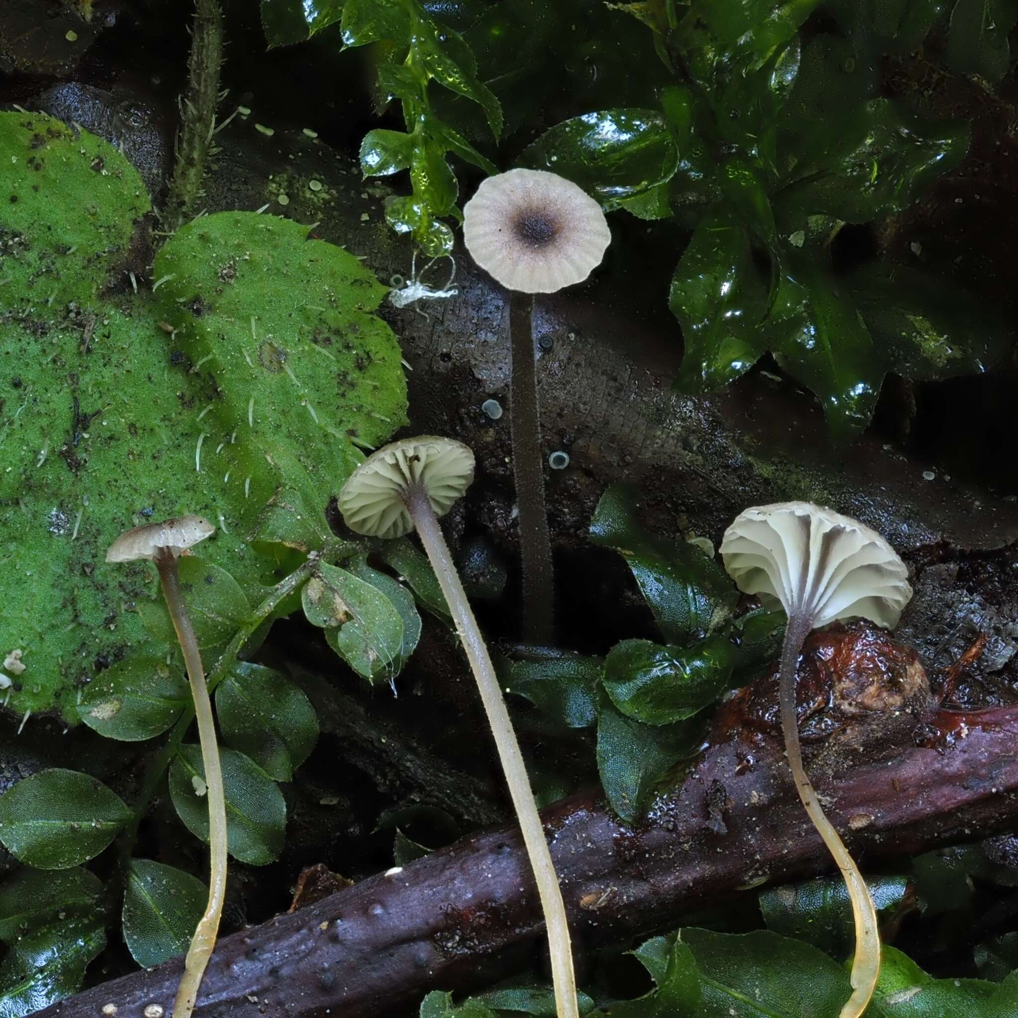 Image of Rickenella swartzii (Fr.) Kuyper 1984