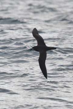 Image of Grey-faced Petrel