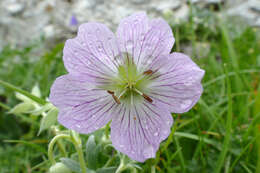 Image of silvery cranesbill