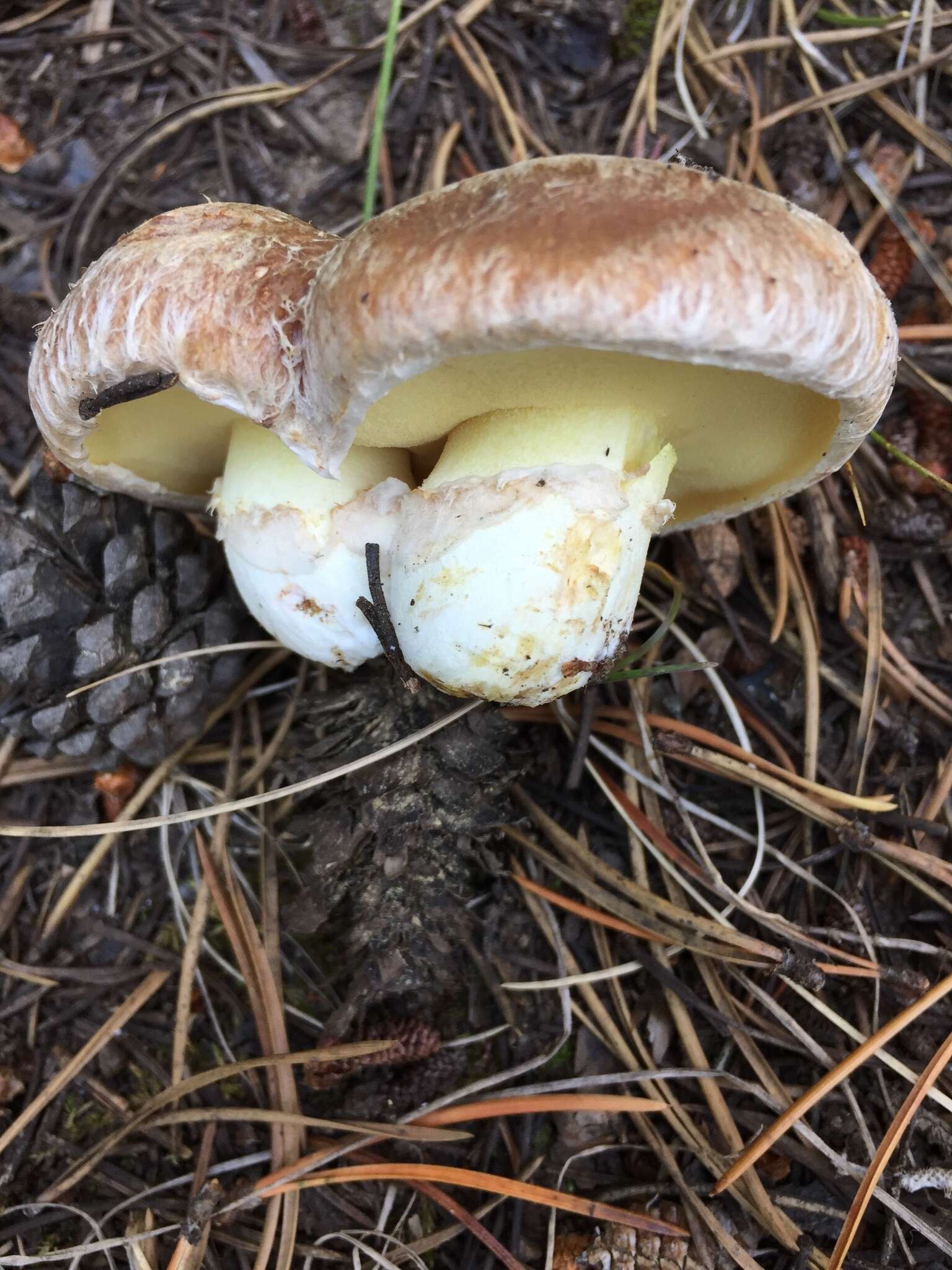 Plancia ëd Suillus occidentalis Thiers 1976