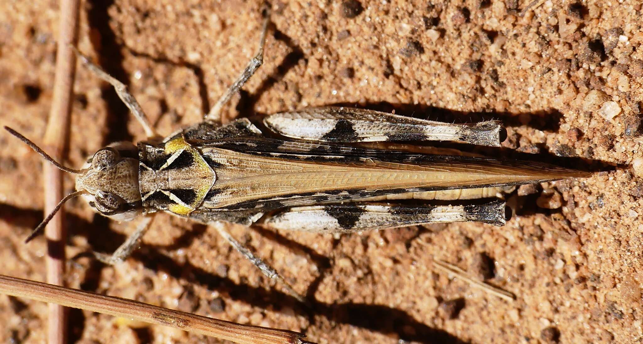 Image de Austroicetes vulgaris (Sjöstedt 1932)