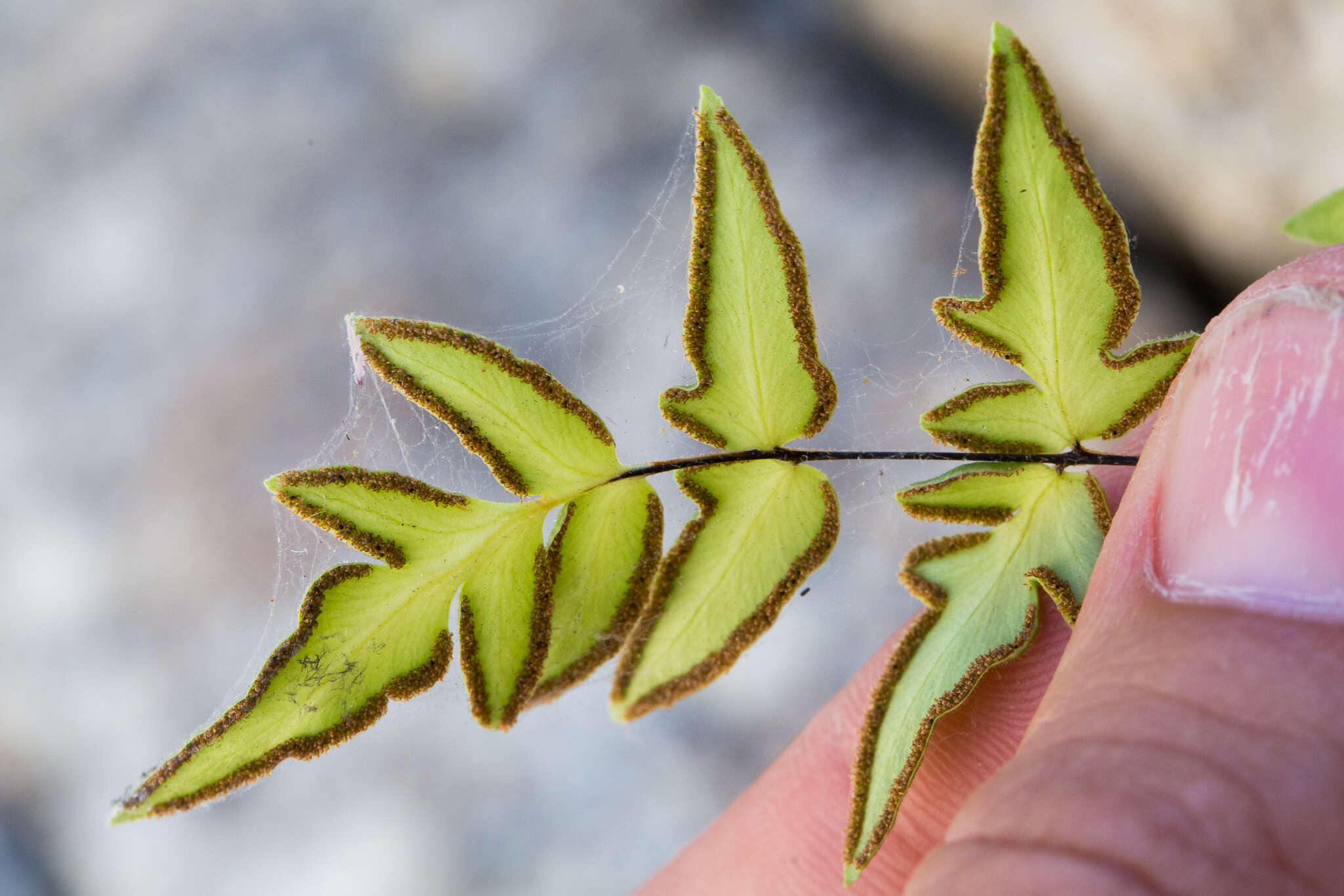 Image of Cheilanthes lozanoi var. seemannii (Hook.) Mickel & Beitel