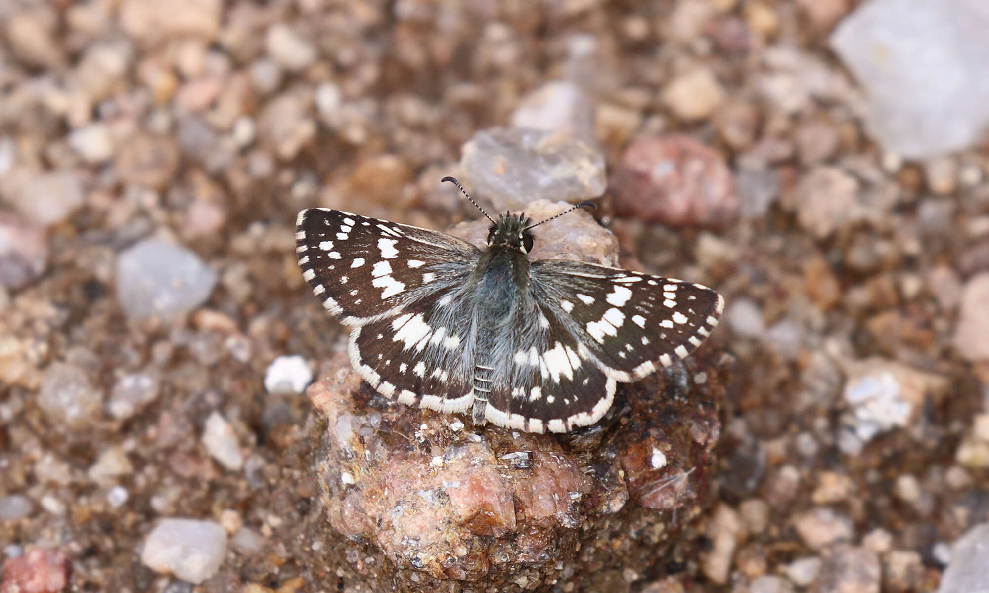 Image of <i>Burnsius orcynoides</i>