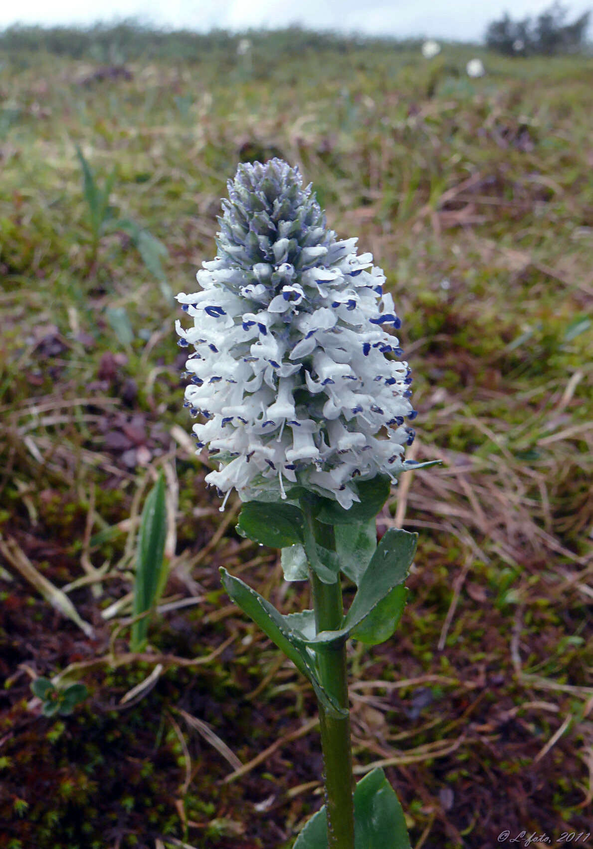 Image of Lagotis uralensis Schischk.