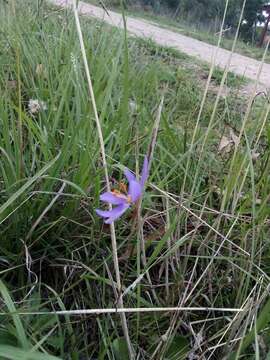 Image of Calydorea nuda (Herb.) Baker