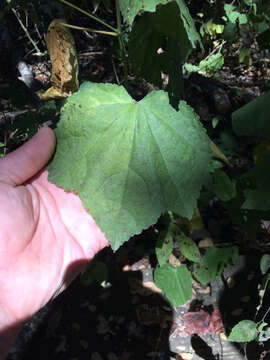 Image of wax mallow