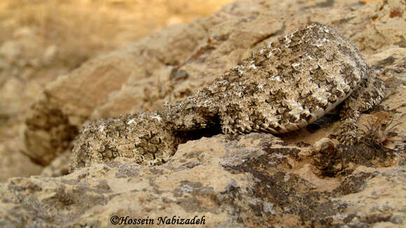 Image of Spider-tailed Horned Viper