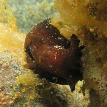 Image of walking sea hare