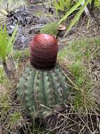 Image of Melocactus ernestii Vaupel