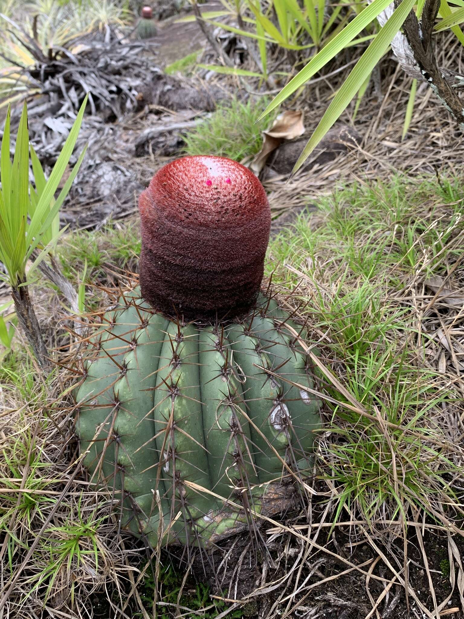 Melocactus ernestii Vaupel resmi