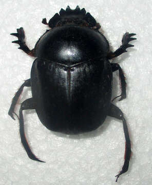 صورة Escarabaeus