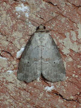 Image of Dotted Graylet Moth