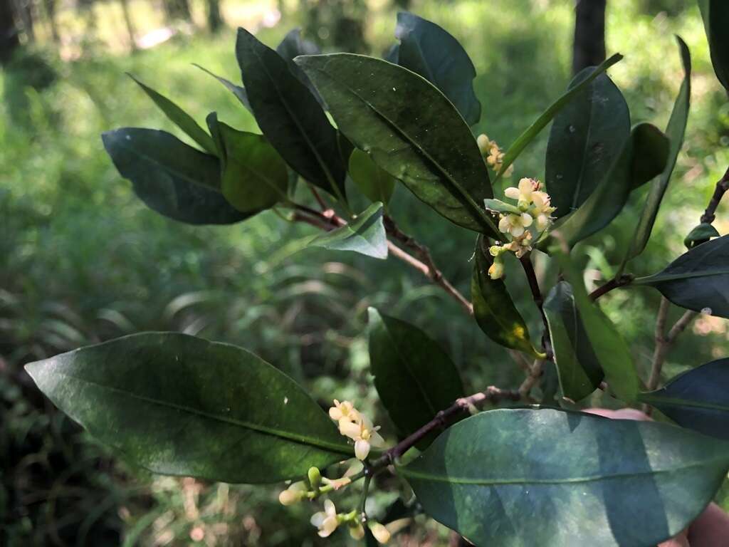 Image of Triflorensia cameronii (C. T. White) S. T. Reynolds