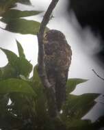 Image of Andean Potoo