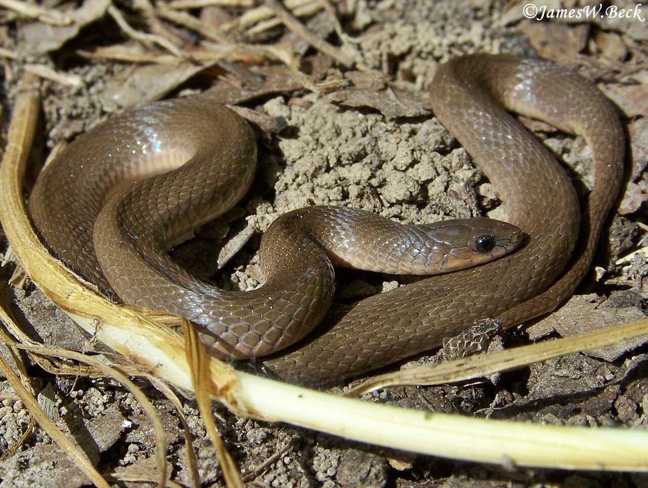 Image of Rough Earth Snake