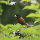 Image of Lonchura atricapilla jagori (Martens & KE 1866)