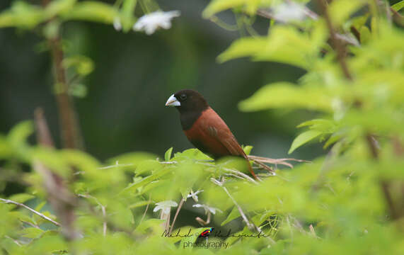 Imagem de Lonchura atricapilla jagori (Martens & KE 1866)