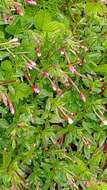 Image de Epilobium hohuanense S. S. Ying