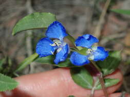 Imagem de Commelina cyanea R. Br.