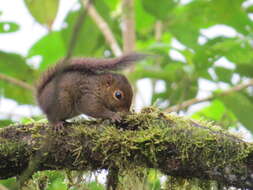 Image of Western Dwarf Squirrel
