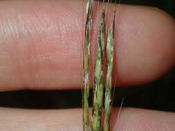 Image of Bothriochloa macra (Steud.) S. T. Blake