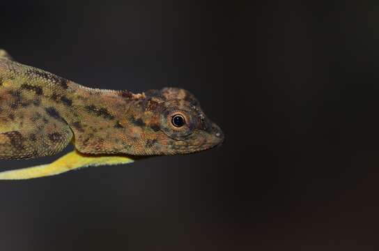 Image of Philippine FlyingDragon