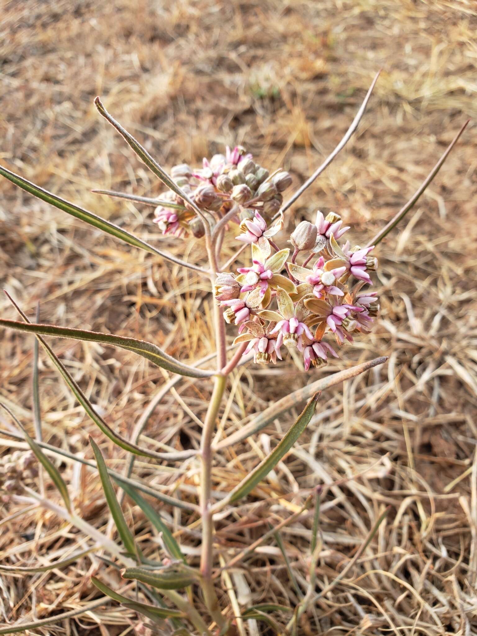 Image of Asclepias fournieri R. E. Woodson