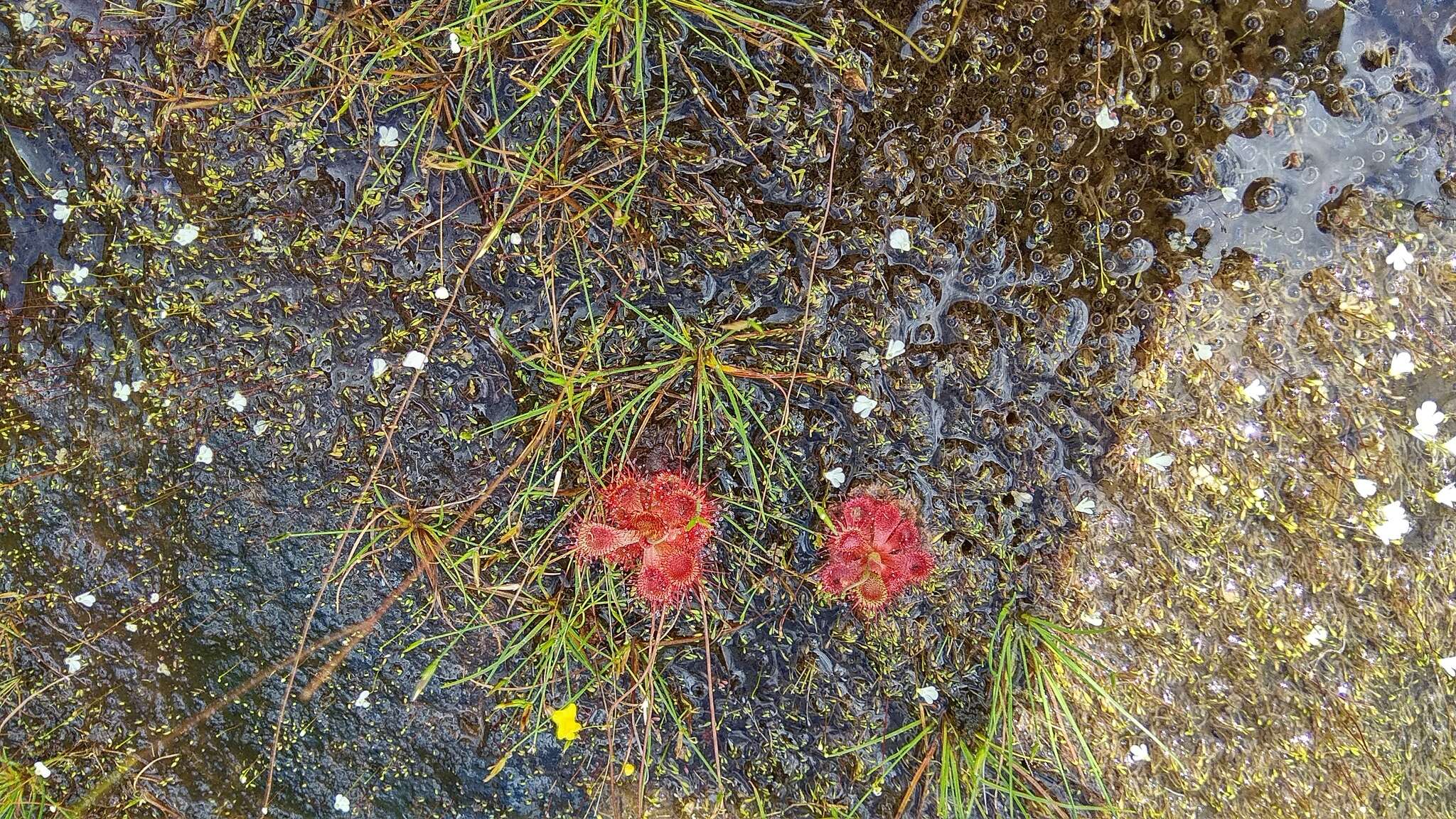 Image of Drosera sessilifolia St. Hil.