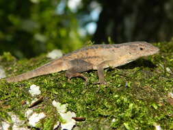 Plancia ëd Anolis tropidonotus Peters 1863