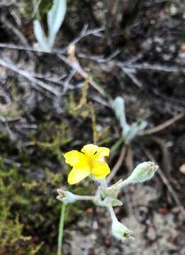 Image of Goodenia robusta (Benth.) K. Krause