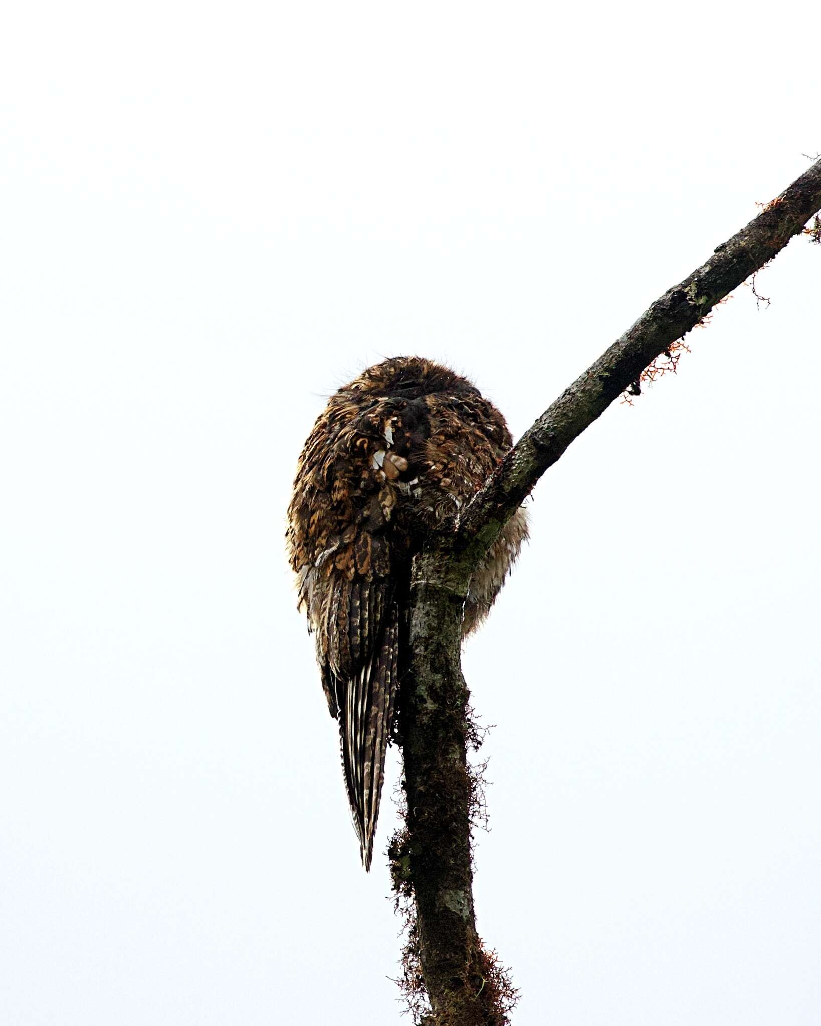Image of Andean Potoo