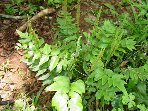 Image of Anemia phyllitidis (L.) Sw.