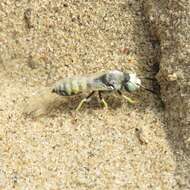 Imagem de Philanthus albopilosus Cresson 1865