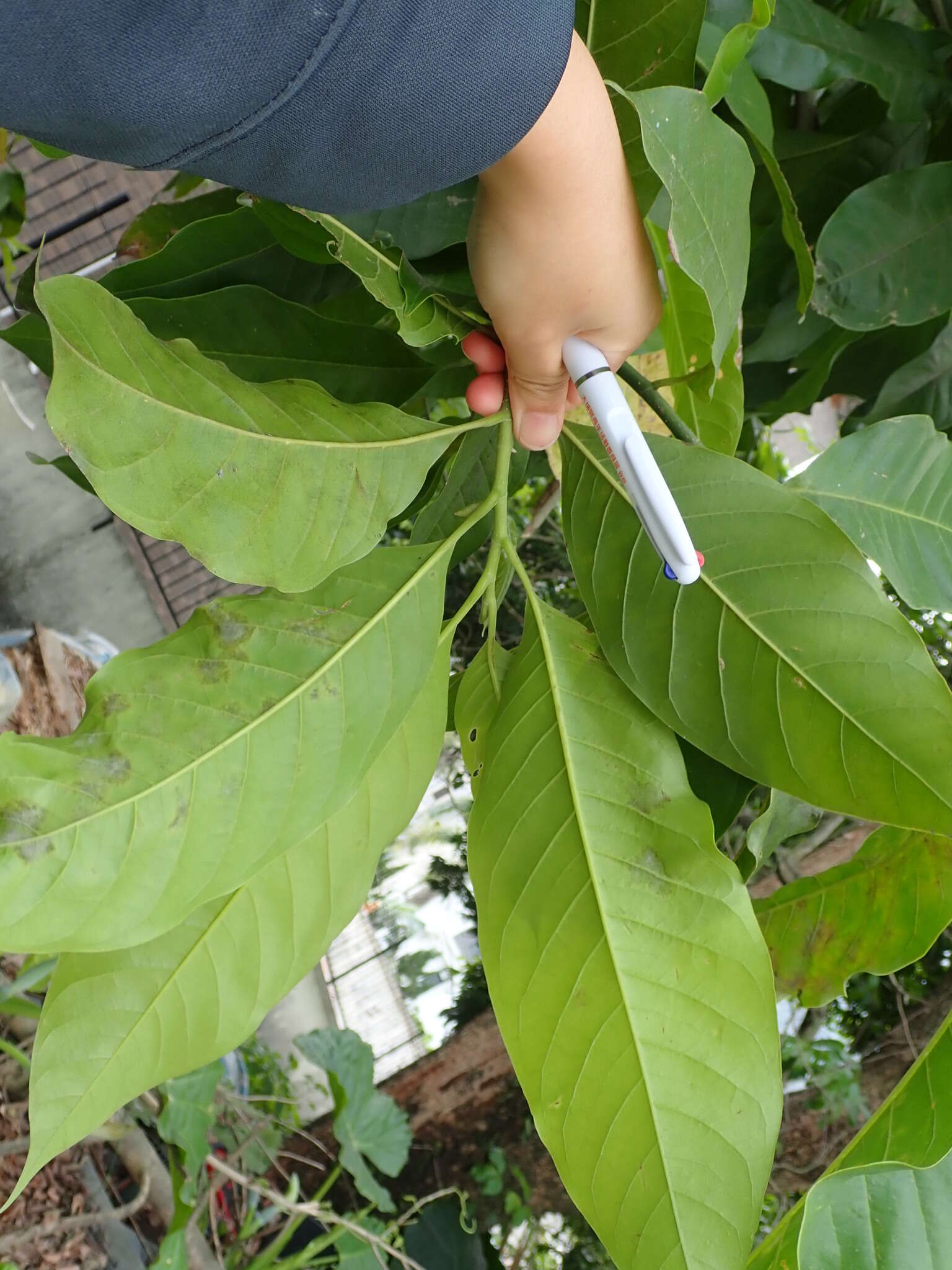 Image of Magnolia alba (DC.) Figlar