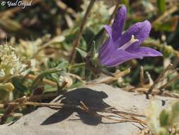 Imagem de Campanula stricta L.