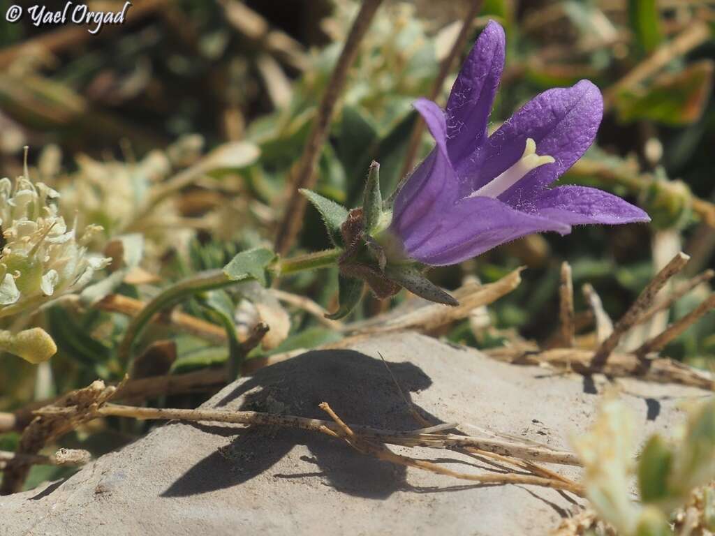 Imagem de Campanula stricta L.