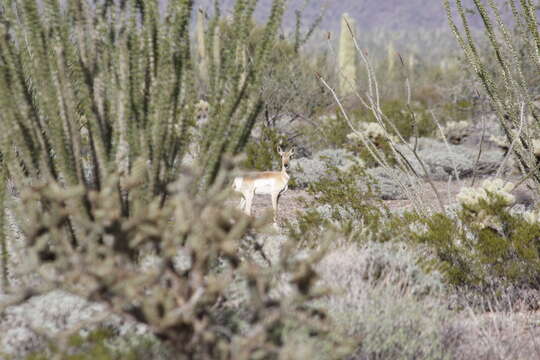 Image of sonoran pronghorn