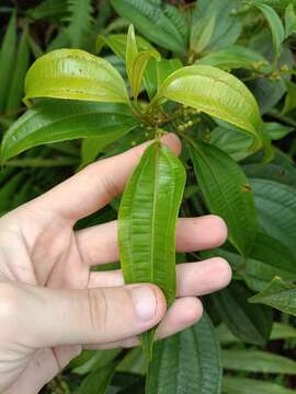 Image of Miconia borinquensis