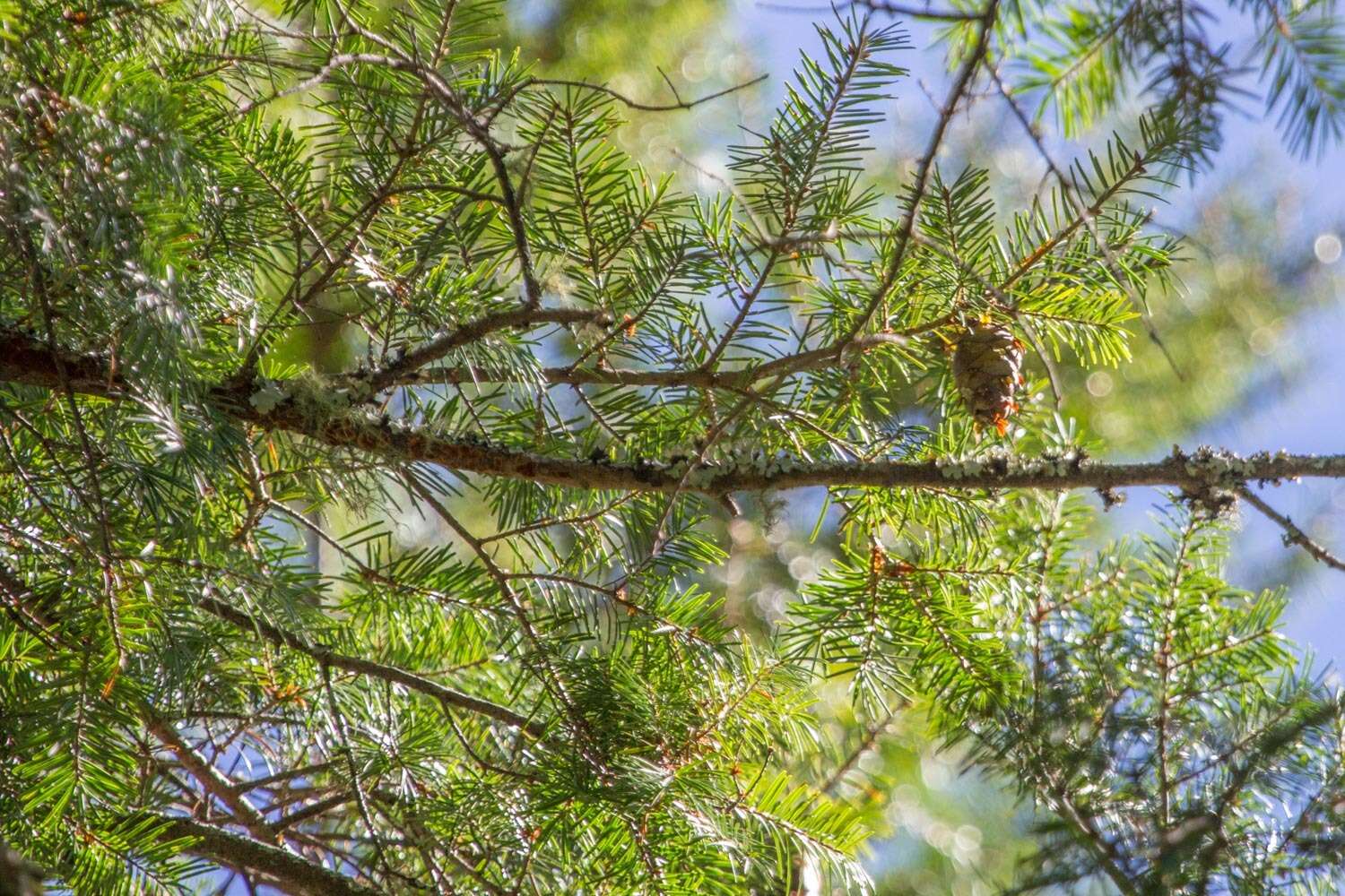 Image of Pseudotsuga sinensis var. sinensis