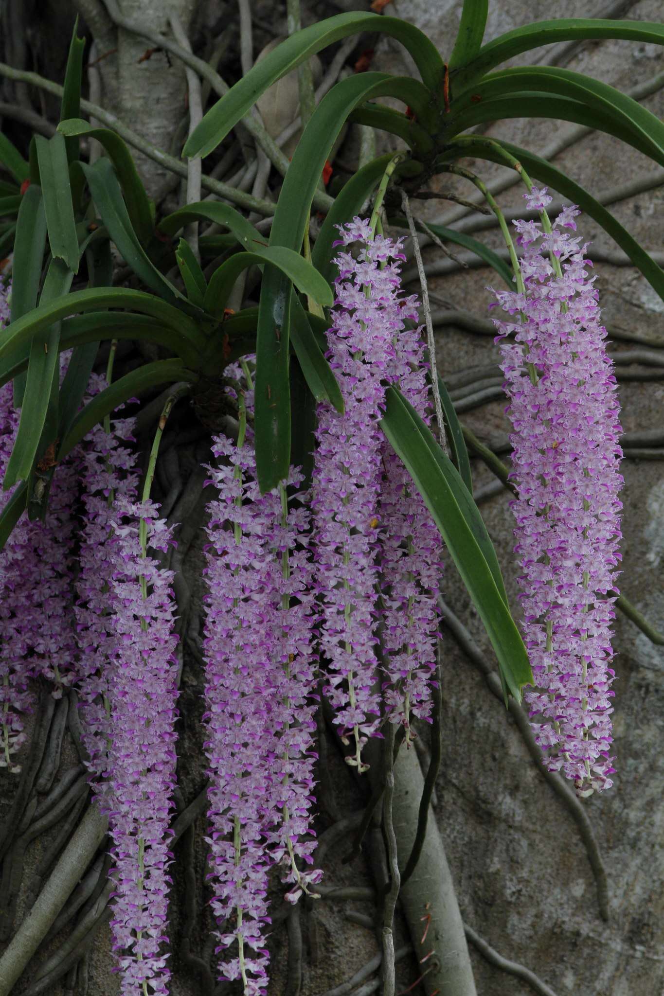 Слика од Rhynchostylis retusa (L.) Blume